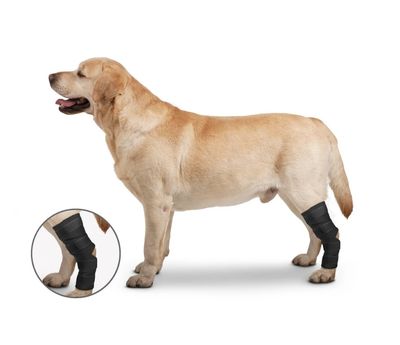 Zenpet Orthowrap Hock Protector