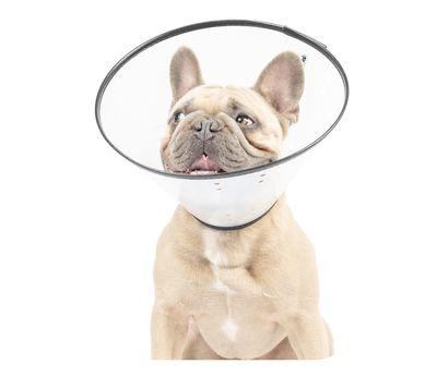 Zenpet E-Clear Plastic Recovery Collar