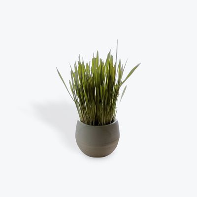 Mom's Indoor Cat Organic Cat Grass Ball