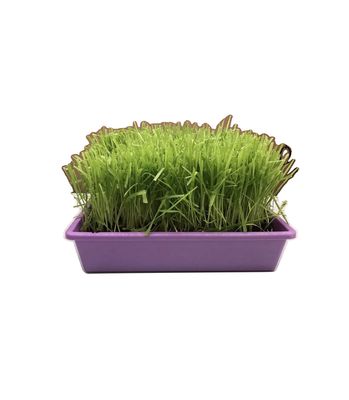 Mom's Indoor Cat Organic Cat Grass Garden