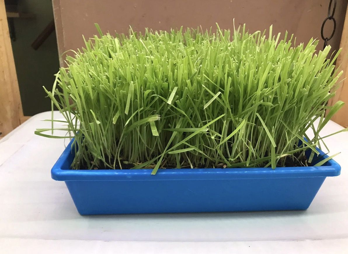Mom's Indoor Cat Organic Cat Grass Garden, Colour: Blue