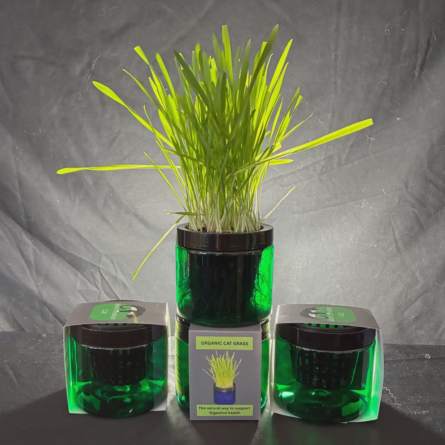 Mom's Indoor Cat Contemporary Cat Grass Garden