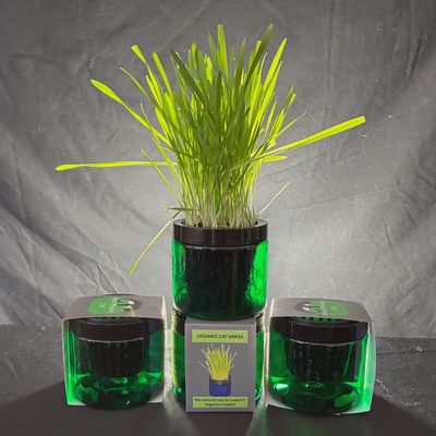 Mom's Indoor Cat Contemporary Cat Grass Garden