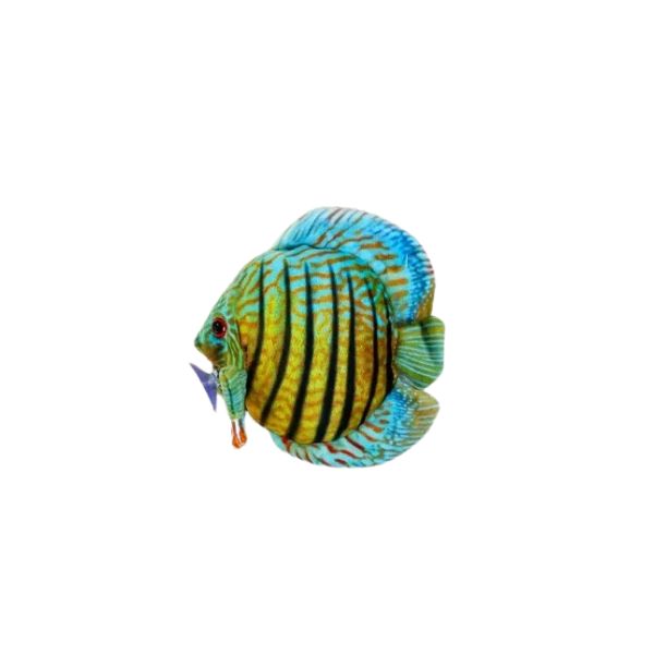 Discus Plushie