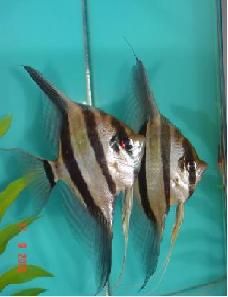 Altum Angel Fish