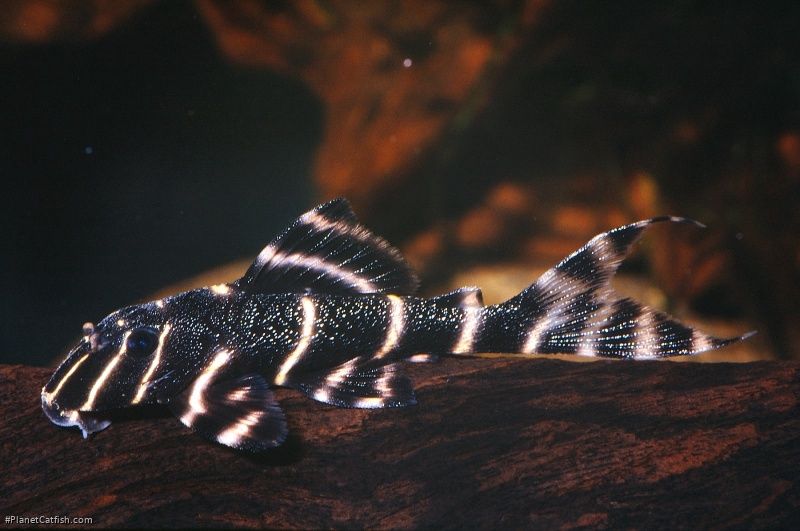 L204 Flash Pleco