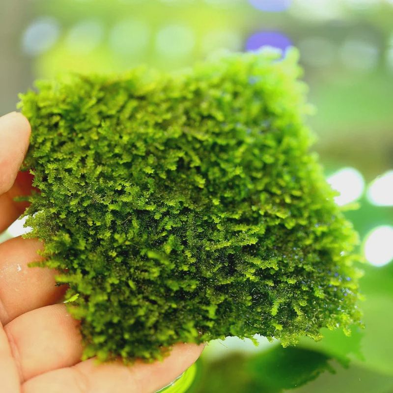 Stainless Steel Moss Mesh