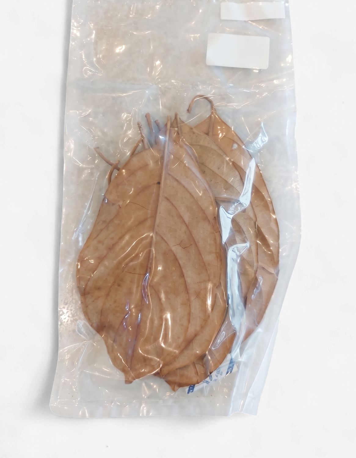CV. Jackfruit Leaves 10 pack