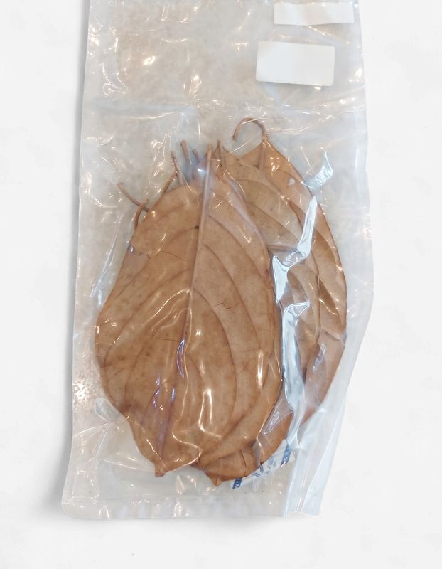 CV. Jackfruit Leaves 10 pack