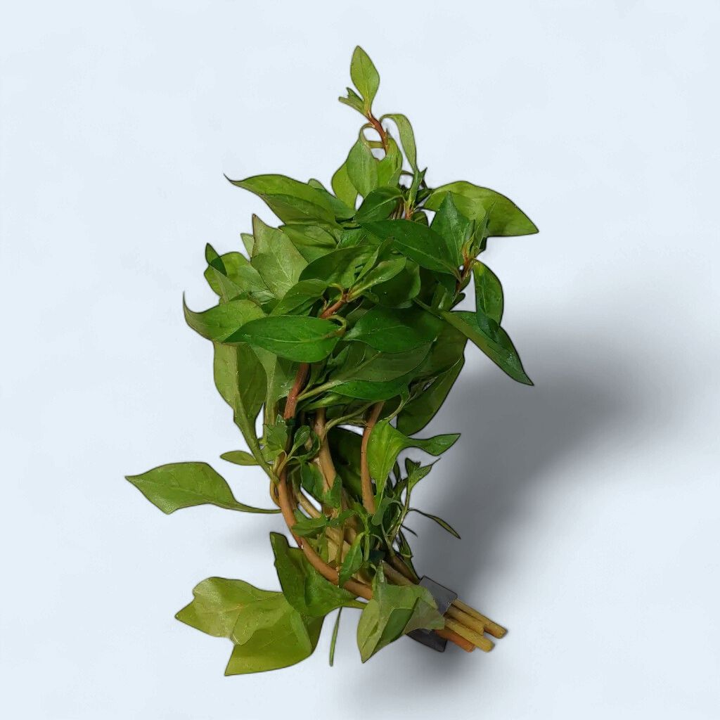 Ludwigia Palustris (Ludwigia)