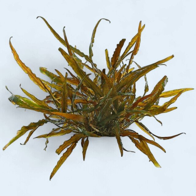 Cryptocoryne axelrodi