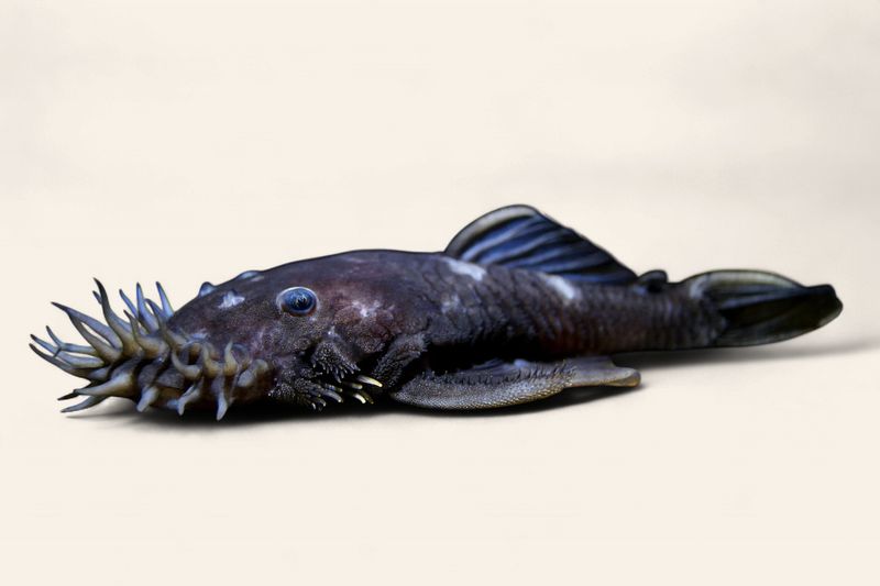 Medusa Pleco L34