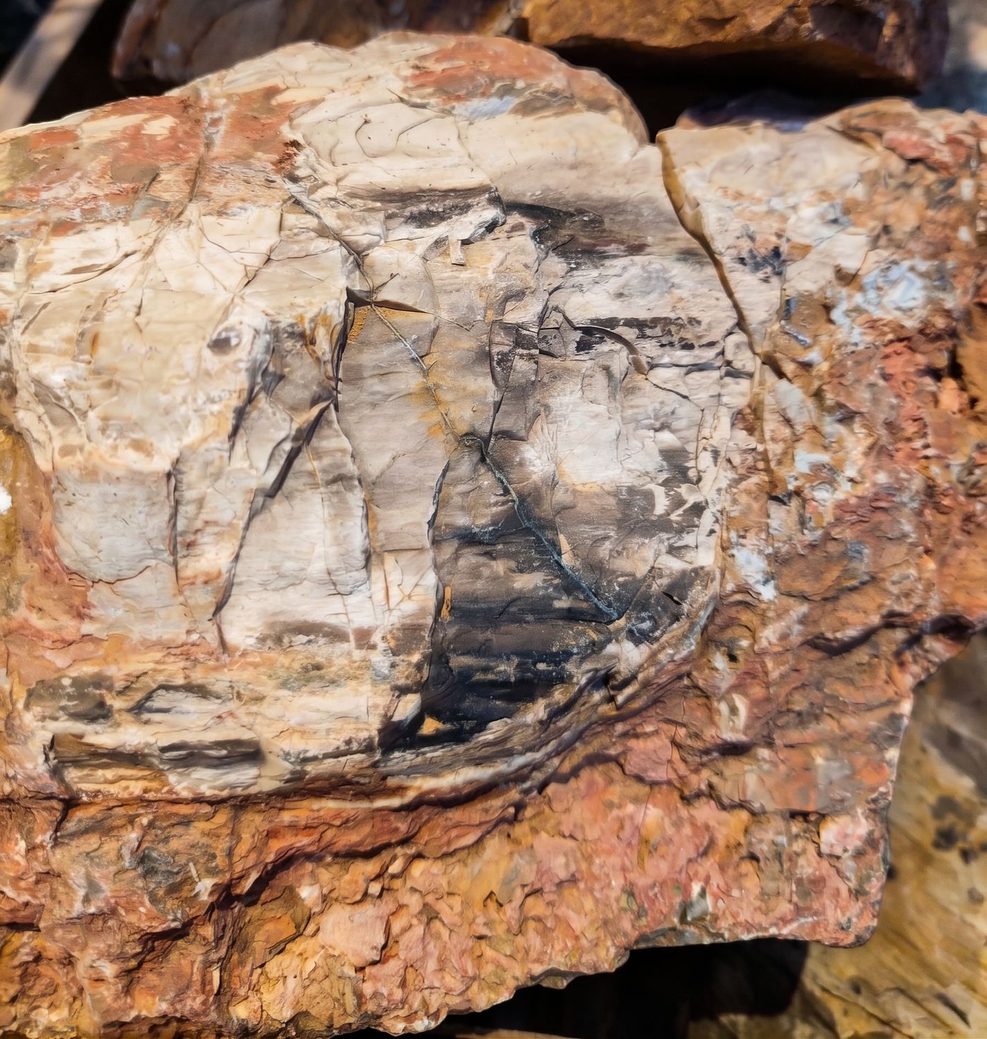 Petrified Rock 1kg