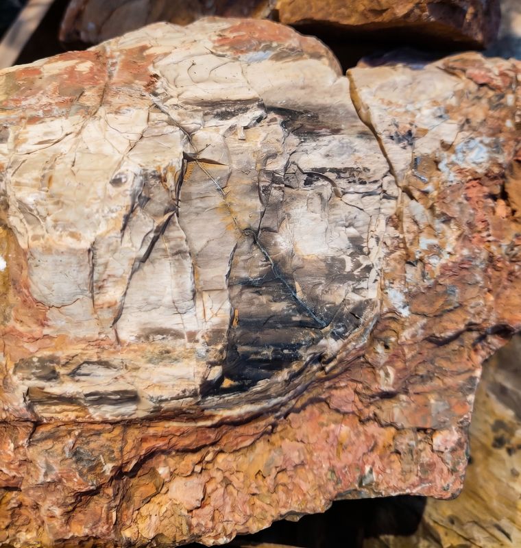 Petrified Rock 1kg