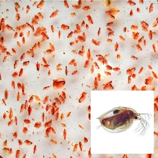 Daphnia Starter