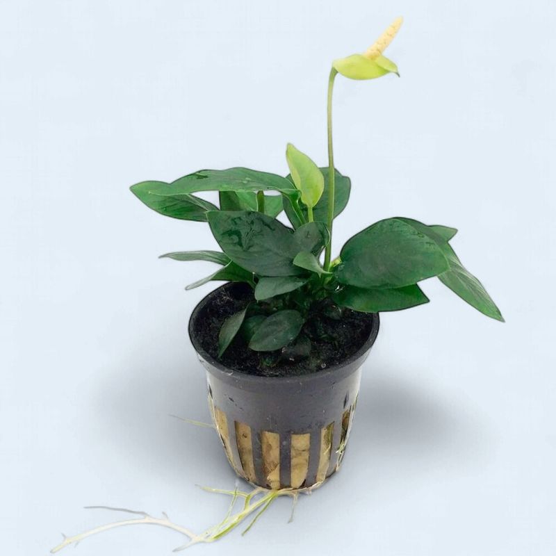 Anubias Nana
