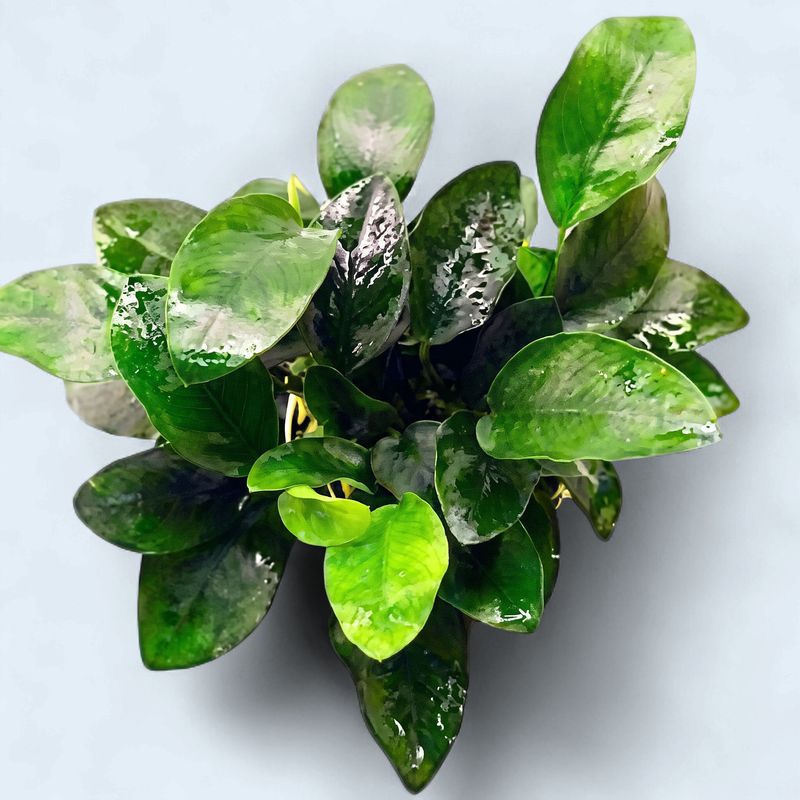 Anubias Nana