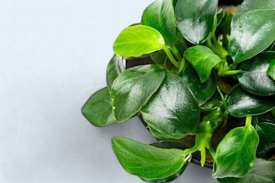 Anubias Nana Petite