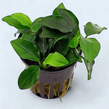 Anubias Nana Petite