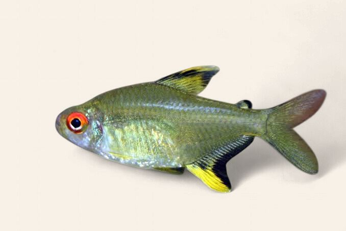 Lemon Tetra
