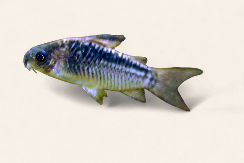 Elegans Cory