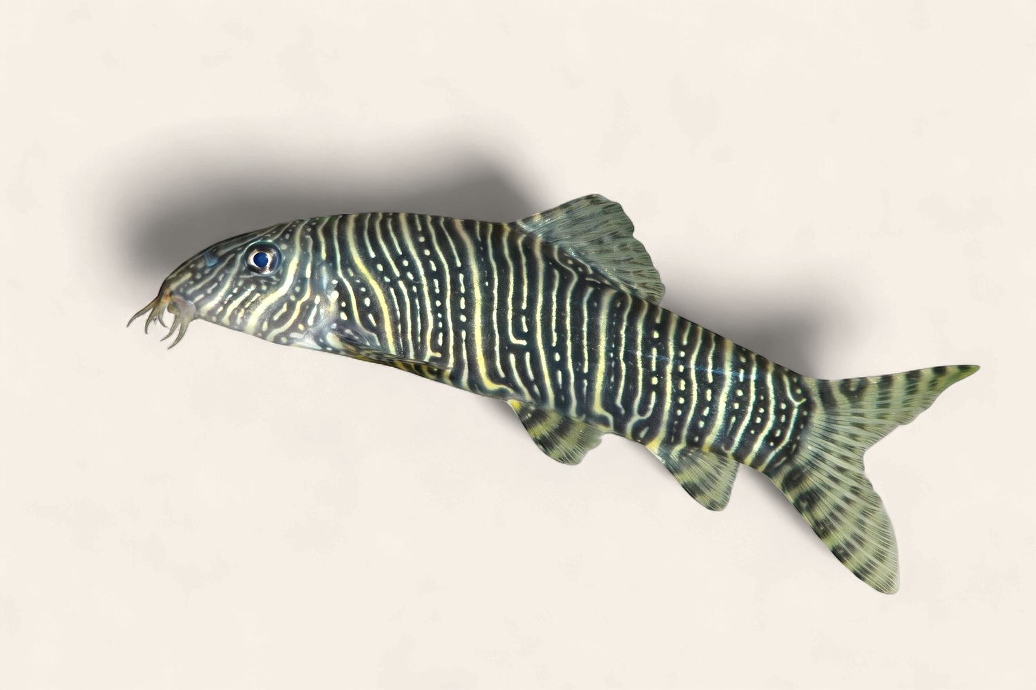 Zebra loach/ Botia Striata
