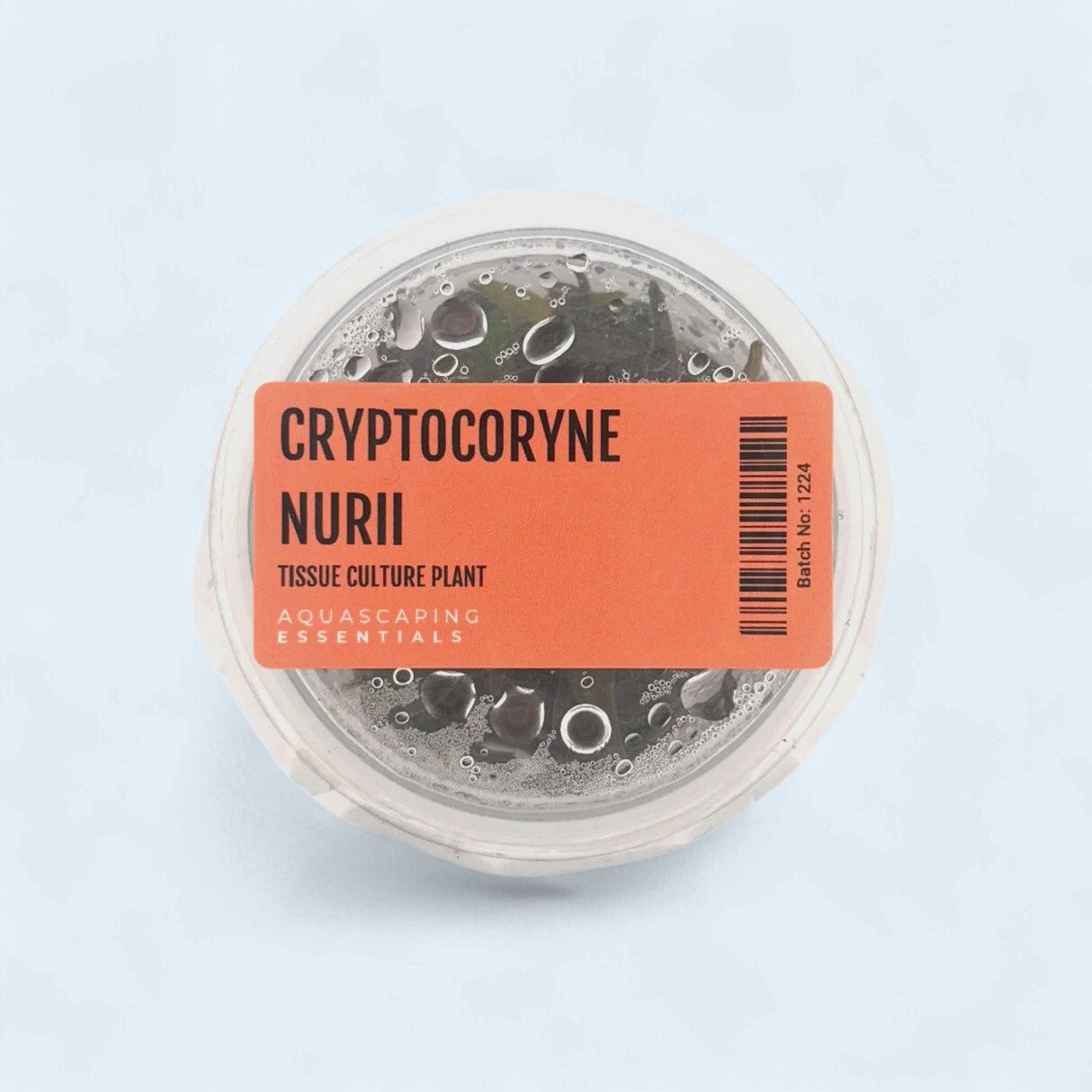 Cryptocoryne Nurii Tissue Culture