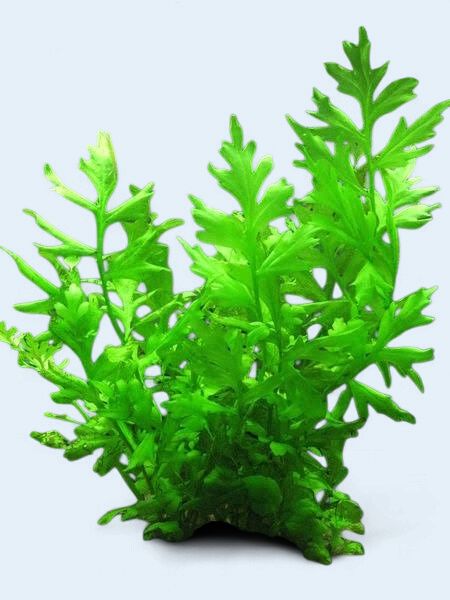 Ceratopteris cornuta (Broad Leaf Indian Fern)