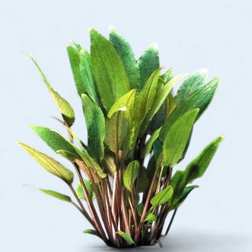 Cryptocoryne Beckettii Petchii