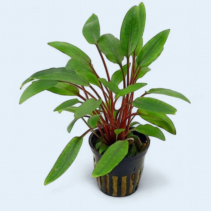 Cryptocoryne Beckettii Petchii