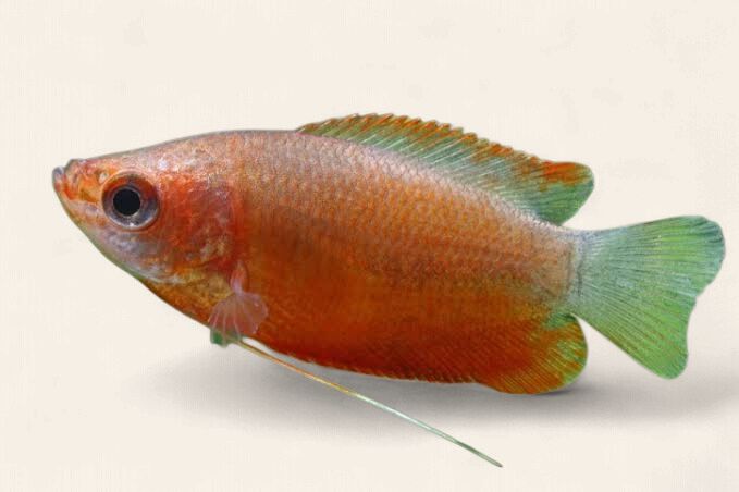 Red Robin Labiosa Gourami