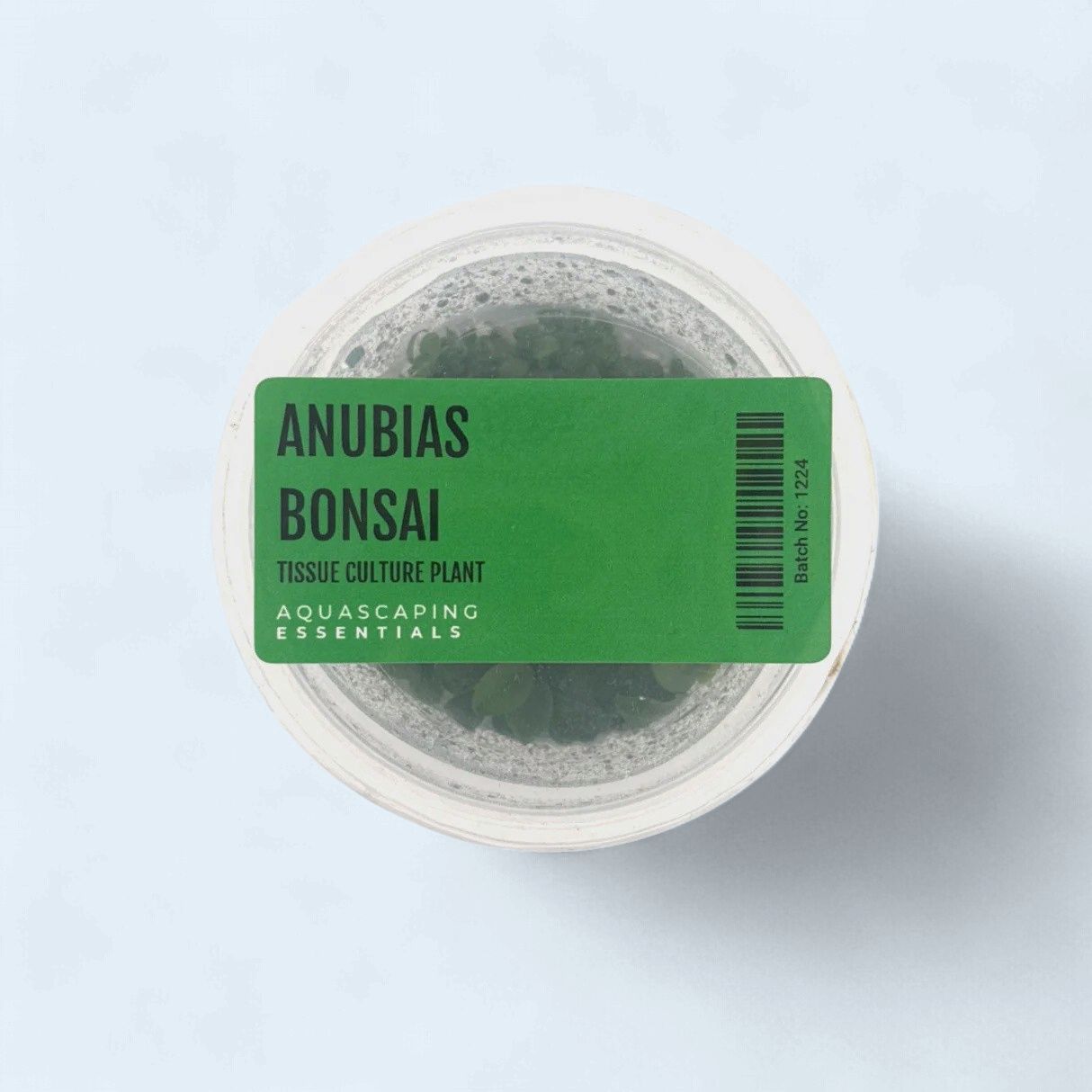 Anubias Bonsai Tissue Culture
