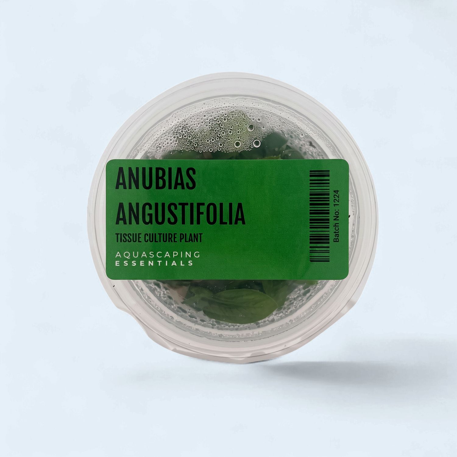 Anubias Angustifolia Tissue Culture