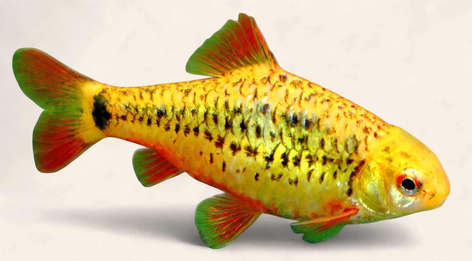 Golden Barb