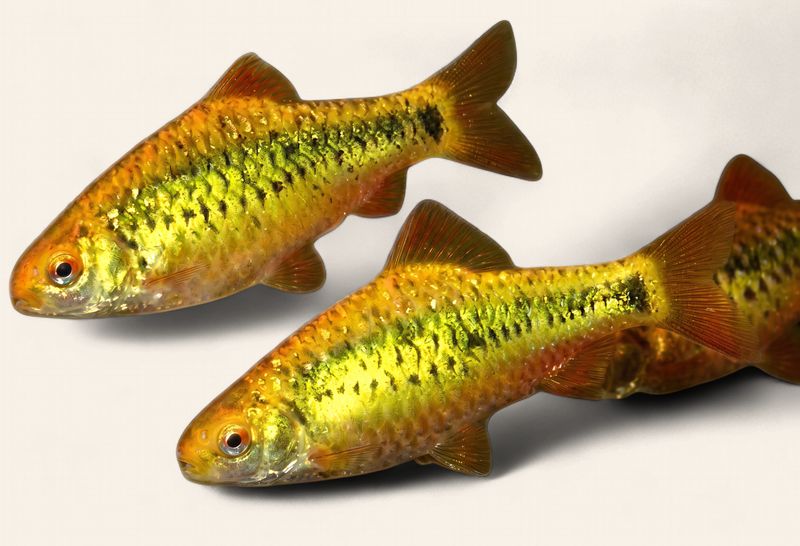 Golden Barb