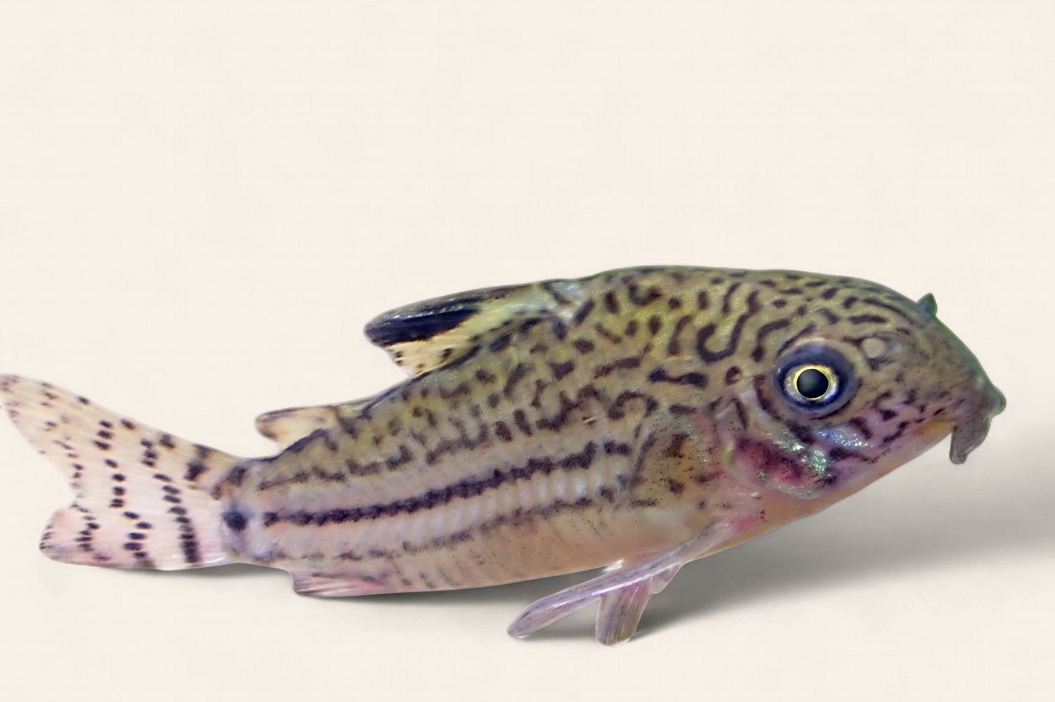 Hoplisoma trilineatum (False Julii)