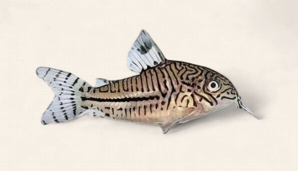 Hoplisoma trilineatum (False Julii)