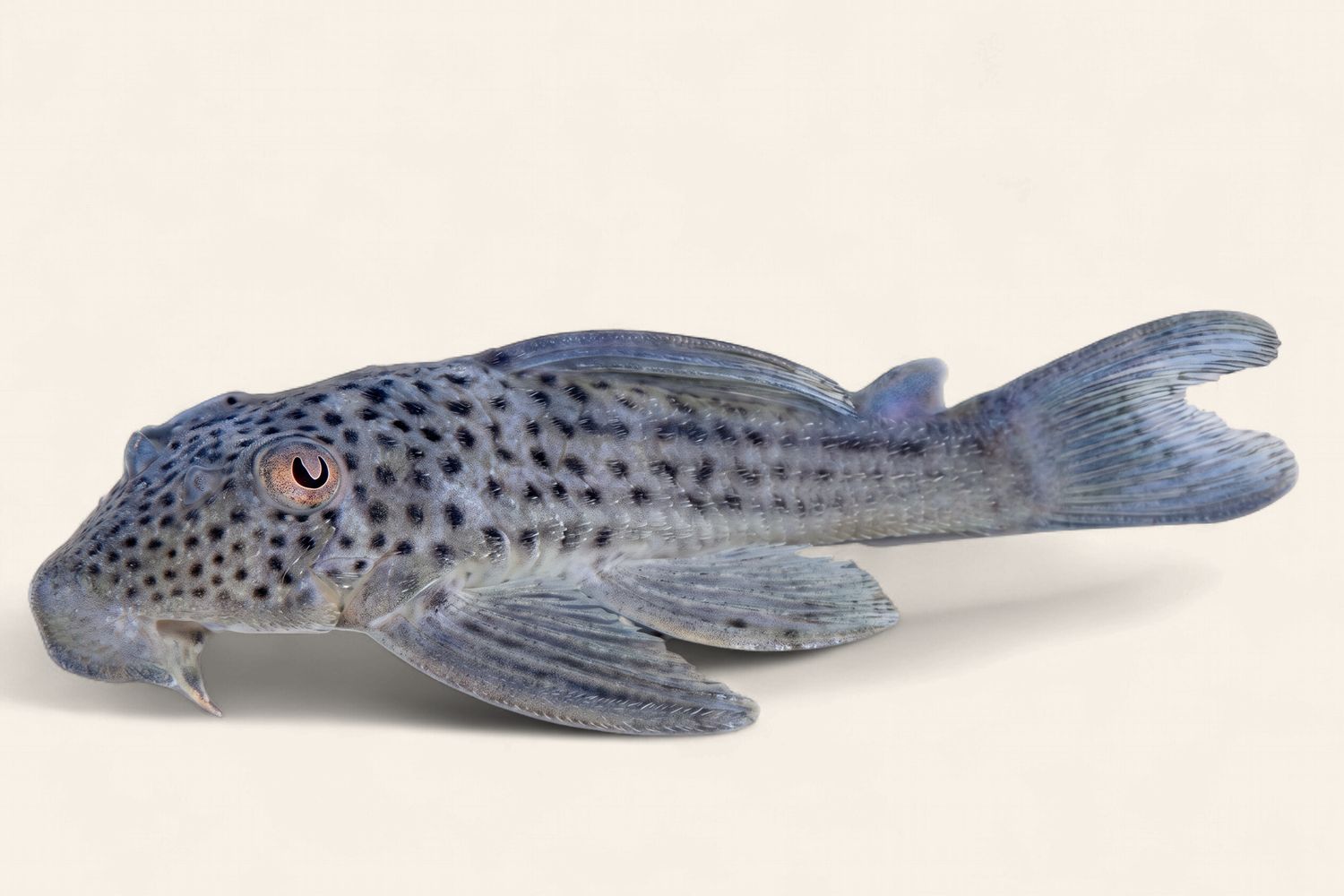 L141 Ghost Pleco