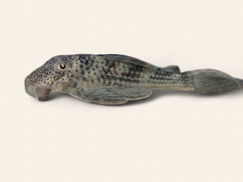 L141 Ghost Pleco