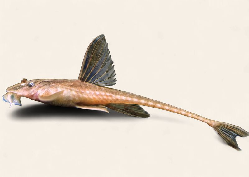 Red Whiptail