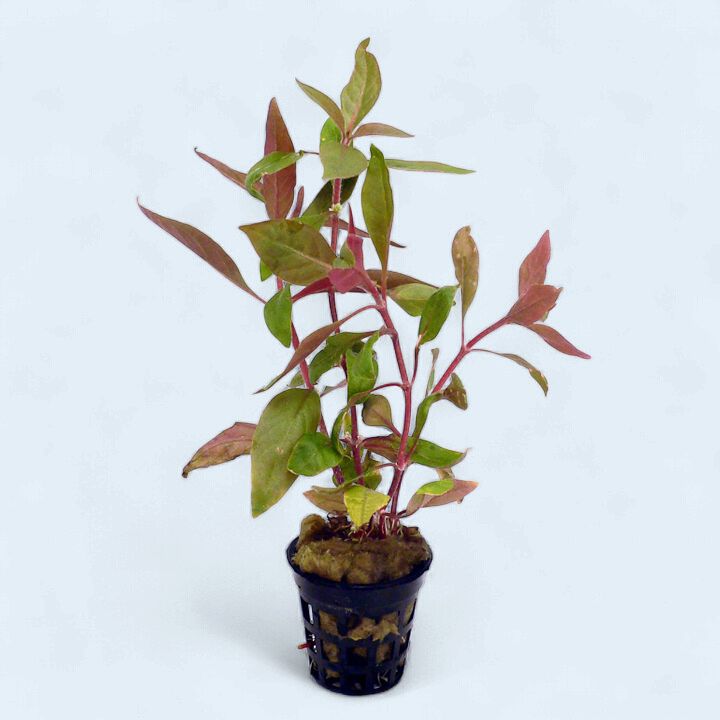 Alternanthera reineckii (Red Hygrophila)