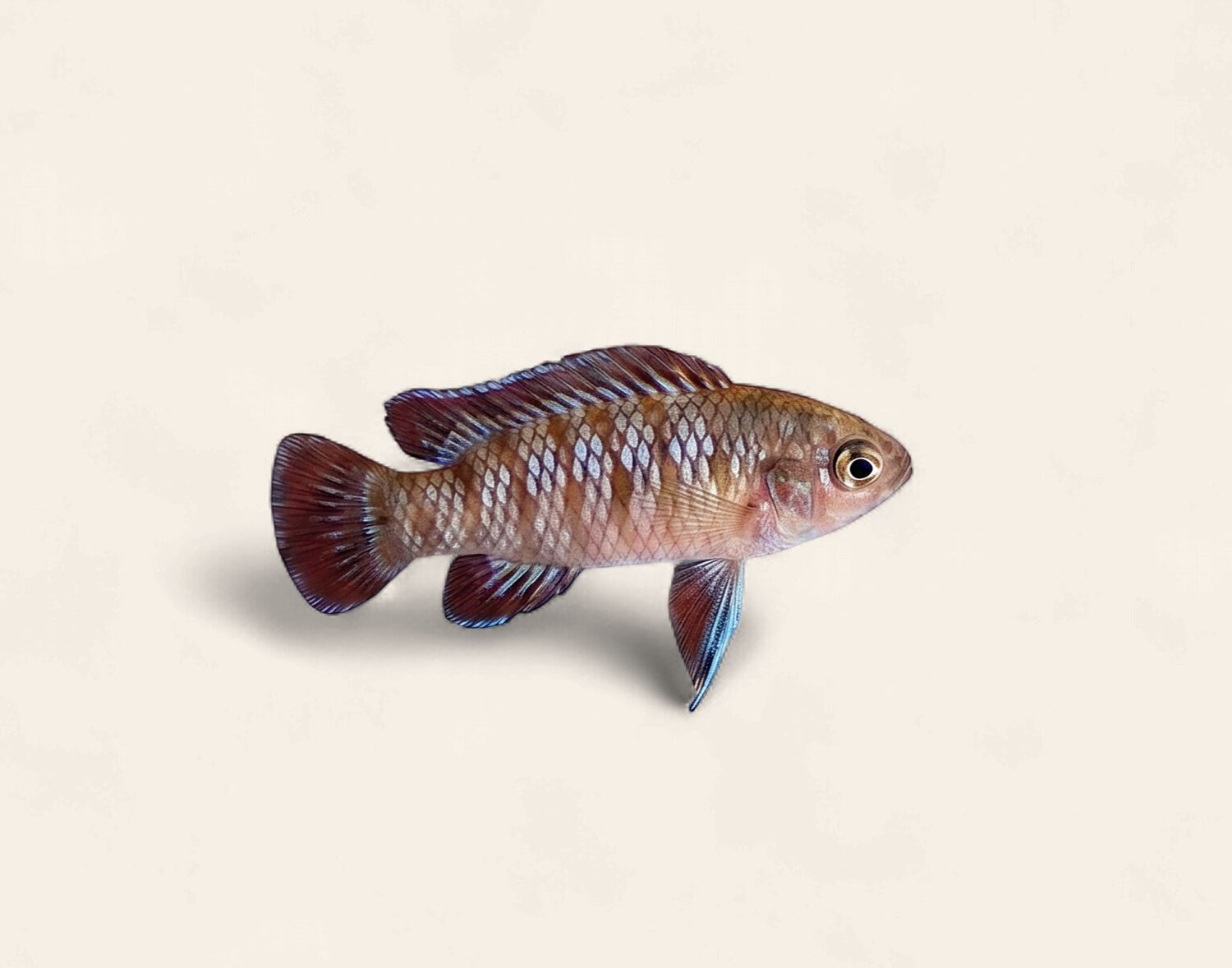 Rainbow Badis