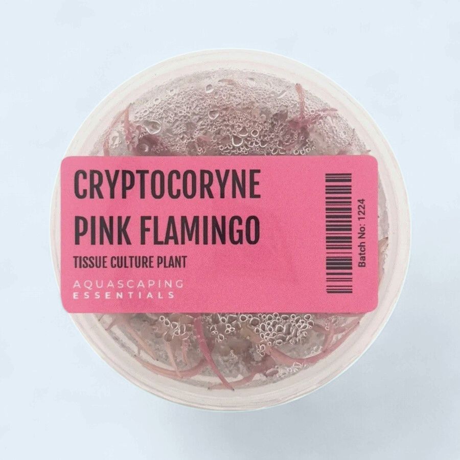 Cryptocoryne Wendtii. Pink Flamingo  Tissue Culture