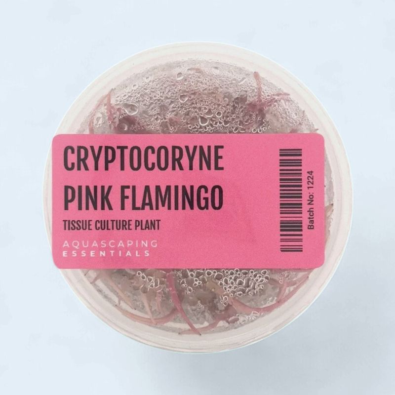 Cryptocoryne Wendtii. Pink Flamingo  Tissue Culture
