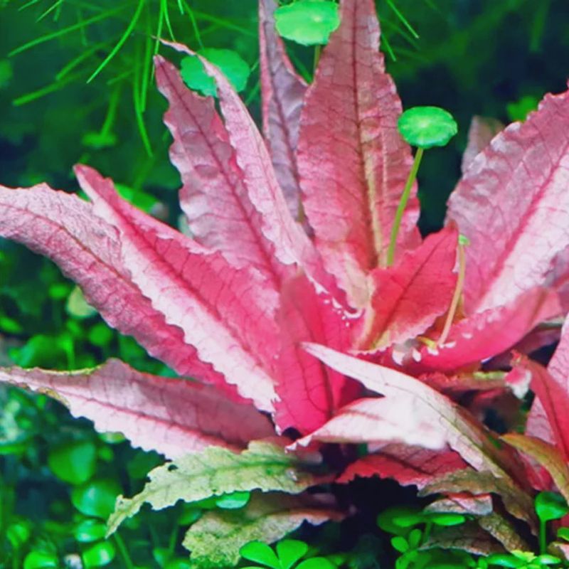 Cryptocoryne Wendtii. Pink Flamingo  Tissue Culture