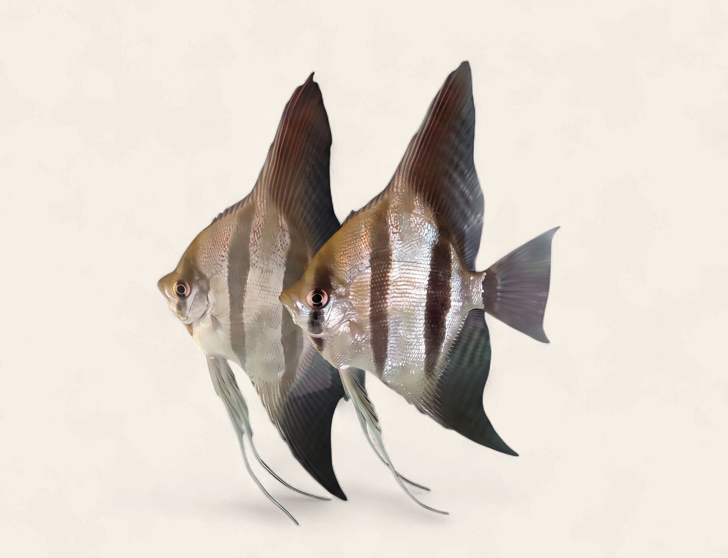 Altum Angel Fish