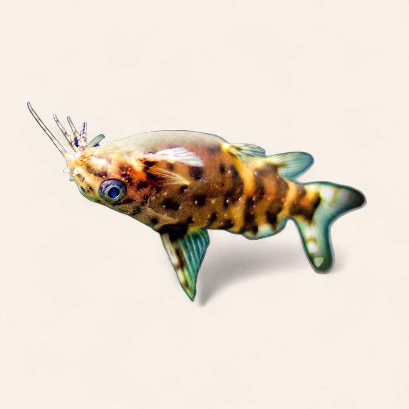 True upside down catfish