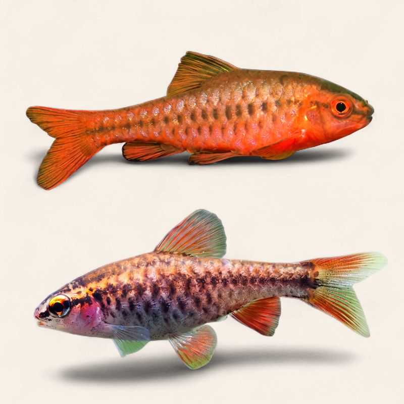 Cherry Barb - Albino Short Fin