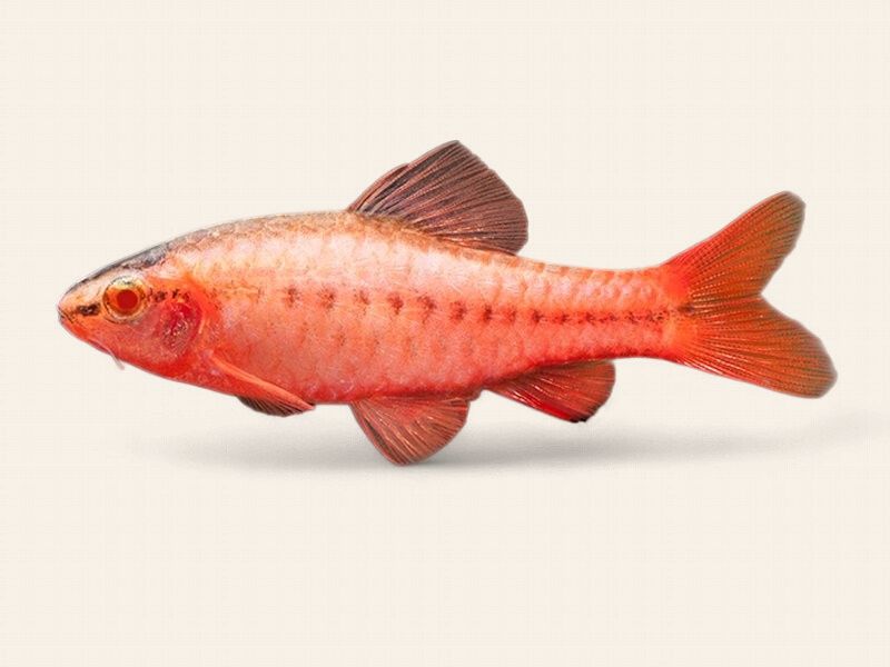 Cherry Barb - Albino Short Fin