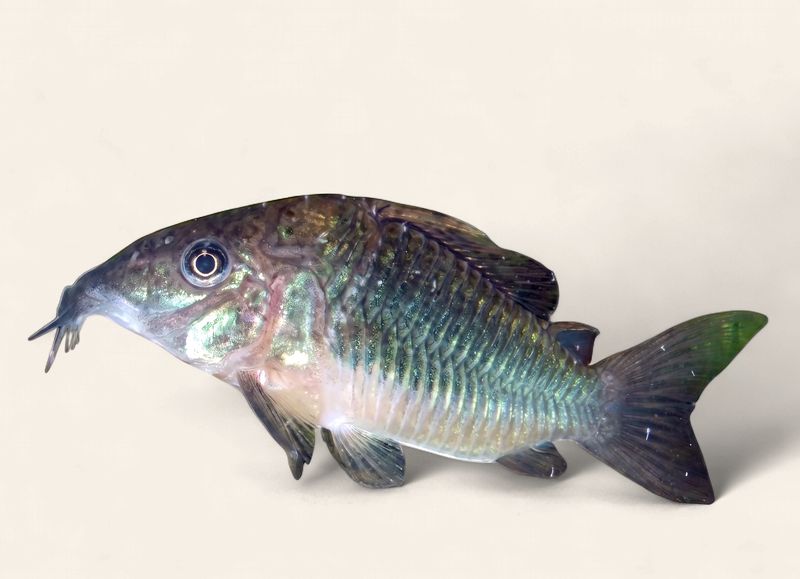 Brochis splendens (Green Cory)